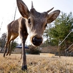 　捕獲され、新居となる飼育場所で過ごすシカ＝２７日午後、大阪府能勢町