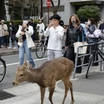 　２４日、大阪市都島区に現れたシカについて歩く住民ら