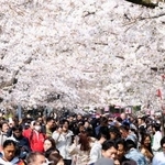 　東京・上野公園で満開となった桜を楽しむ人たち＝２８日午後