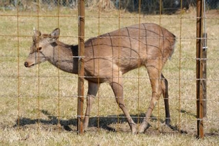 　大阪市内を放浪し、捕獲され「シカやん」と命名されたシカ＝３日午前、大阪府能勢町