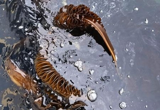 　宮城県塩釜市沖で油がまとわりついたメカブ＝３月２７日（県漁協塩釜地区支所提供）