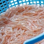 　富山湾で初水揚げされたシロエビ＝３日午前、富山県射水市
