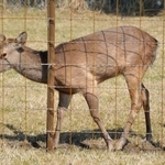 　大阪市内を放浪し、捕獲され「シカやん」と命名されたシカ＝３日午前、大阪府能勢町