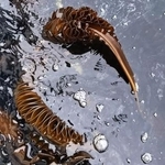 　宮城県塩釜市沖で油がまとわりついたメカブ＝３月２７日（県漁協塩釜地区支所提供）