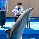 　「仙台うみの杜水族館」の一日館長を務め、イルカに合図を出すフィギュアスケート男子の佐藤駿選手＝８日午前、仙台市