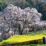 　見頃を迎え、多くの観光客が訪れている「三春滝桜」＝８日午後、福島県三春町