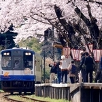 　周辺に並ぶソメイヨシノが満開となった能登鹿島駅に到着した列車＝８日午前、石川県穴水町