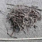 　東北新幹線大宮駅の電柱で巡回中の社員が発見し、撤去されたカラスの巣（ＪＲ東日本提供）