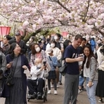 　造幣局で始まった「桜の通り抜け」で、桜を楽しむ人たち＝９日午前、大阪市北区