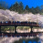 　見頃を迎えライトアップされた、国内有数の桜の名所として知られる青森・弘前公園の桜＝１５日午後、弘前市