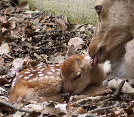 奈良公園にシカの赤ちゃん|全国海外|神戸新聞NEXT