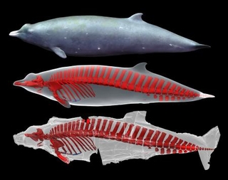 クジラの骨格、3D画像で復元|全国海外|神戸新聞NEXT
