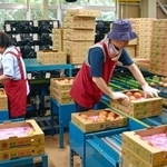 　日南トマトの出荷作業＝１６日午前、鳥取県日南町