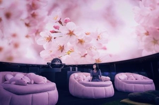 　桜が咲き誇る映像を上映するプラネタリウムドーム＝東京・有楽町（提供写真）