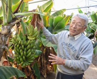 　三尺バナナの実を見せる金子秀計さん＝東京都清瀬市