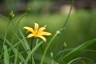 　浅間山公園で咲いたムサシノキスゲの花＝東京都府中市