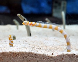 　チンアナゴの仲間、ニシキアナゴ＝東京都墨田区のすみだ水族館