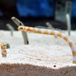　チンアナゴの仲間、ニシキアナゴ＝東京都墨田区のすみだ水族館