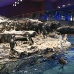 　ペンギンの展示空間＝東京都墨田区のすみだ水族館