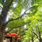 　イチョウ並木沿いにあるカフェのテラス席＝東京都港区