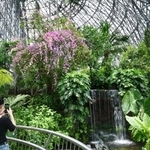 　夢の島熱帯植物館の大温室。池に滝が流れ落ちている＝東京都江東区