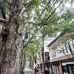 　雑司ケ谷鬼子母神堂に続く参道のケヤキ並木＝東京都豊島区