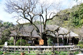 　京王百草園にある梅の古木（手前）と松連庵＝東京都日野市