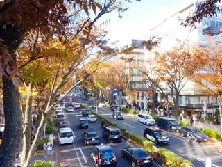 　ケヤキ並木に縁取られた表参道＝東京都内