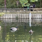 　石神井池のカモ＝東京都練馬区