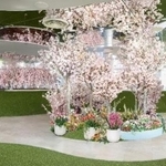 　「てんぼうパーク　さくらまつり」で観賞できるソメイヨシノや春の花々＝東京・池袋（提供写真）