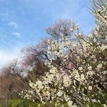 　池上梅園の梅＝東京都大田区（撮影協力・大田区）