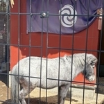 　神田明神の神馬、あかりちゃん＝東京都千代田区