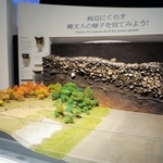 　貝層の標本と縄文の集落を表した模型（手前）＝東京都品川区の品川歴史館