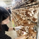 　大竜ファームでのシイタケ収穫体験＝東京都八丈町