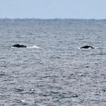　八丈島の近海に姿を現した２頭のクジラ