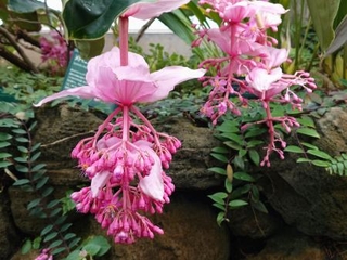 　フィリピン諸島に分布するノボタン科「メディニラ　マグニフィカ」の花＝東京都板橋区