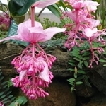 　フィリピン諸島に分布するノボタン科「メディニラ　マグニフィカ」の花＝東京都板橋区