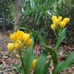 　赤塚公園に咲いていたキンランの花＝東京都板橋区