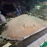 　世界最大級の淡水エイ「ヒマンチュラ・チャオプラヤ」。全長２・７メートルのメスで名前は「チャオ」＝東京都板橋区