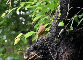 　はけの小路で出合った鳥＝東京都小金井市