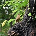 　はけの小路で出合った鳥＝東京都小金井市