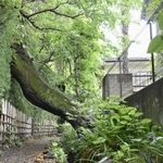 　はけの小路＝東京都小金井市