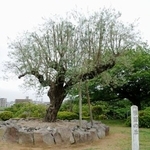 　なぎさ公園の「展望の丘」＝東京都江戸川区