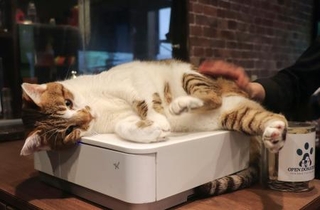 　「谷中宿木カフェ＆レストラン」の猫。レジの上がお気に入り＝東京都台東区