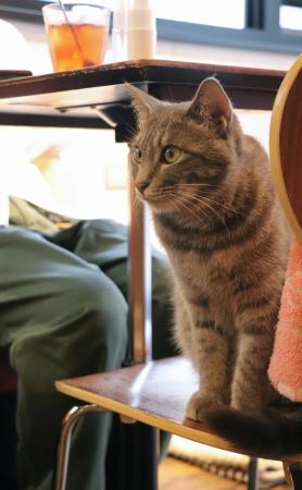 　「谷中宿木カフェ＆レストラン」の保護猫＝東京都台東区