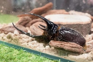 　「大昆虫展ｉｎ東京スカイツリータウン」で展示されるカブトムシ＝東京都墨田区