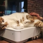 　「谷中宿木カフェ＆レストラン」の猫。レジの上がお気に入り＝東京都台東区