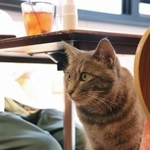 　「谷中宿木カフェ＆レストラン」の保護猫＝東京都台東区
