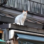 　谷中銀座商店街にある木彫りの猫＝東京都台東区