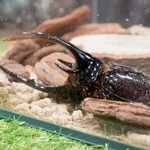 　「大昆虫展ｉｎ東京スカイツリータウン」で展示されるカブトムシ＝東京都墨田区